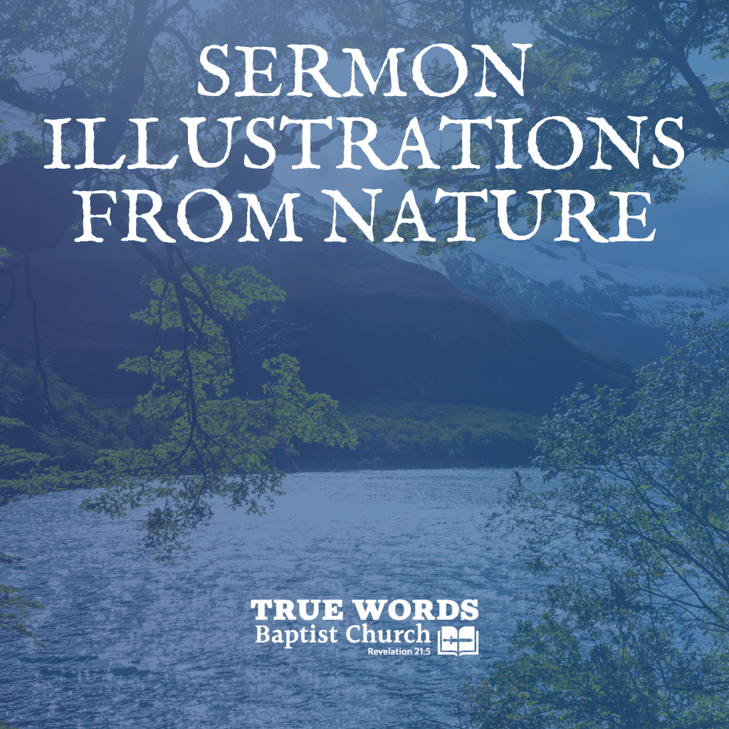 Sermon Illustrations From Nature